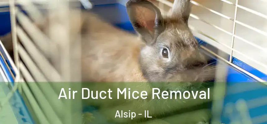 Air Duct Mice Removal Alsip - IL